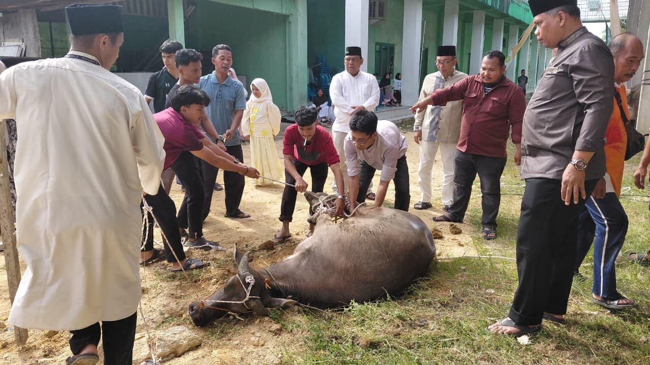 IBTA Laksanakan Penyembelihan 3 Ekor Kerbau pada Kurban Idul Adha 1447 H